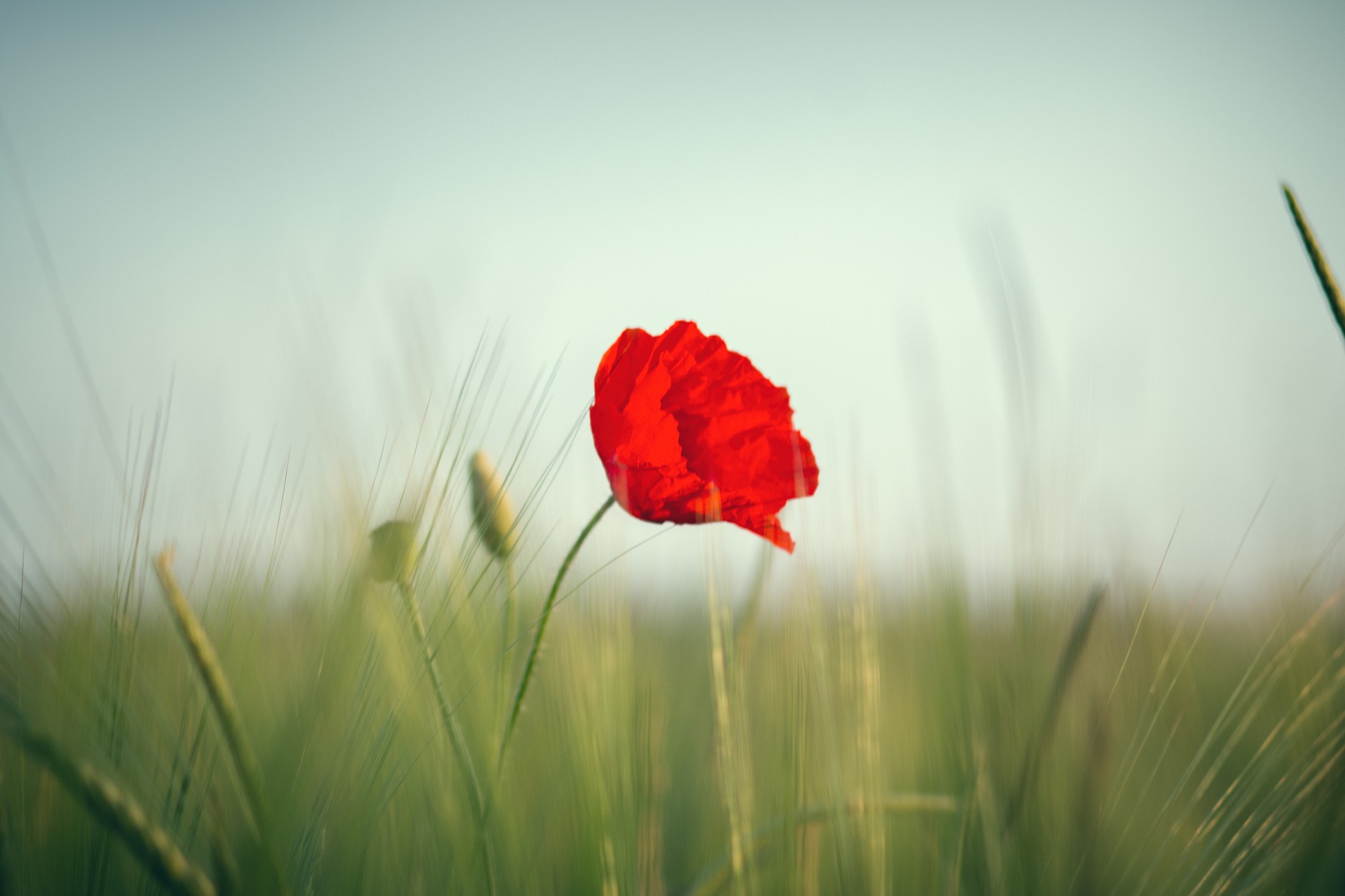 Mohn_105.jpg